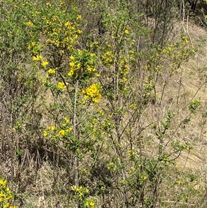 Genista monspessulana at Queanbeyan East, NSW - 9 Oct 2024 02:01 PM