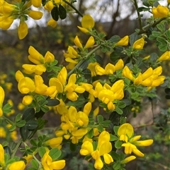 Genista monspessulana (Cape Broom, Montpellier Broom) at Queanbeyan East, NSW - 9 Oct 2024 by SteveBorkowskis