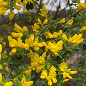 Genista monspessulana at Queanbeyan East, NSW - 9 Oct 2024 01:48 PM