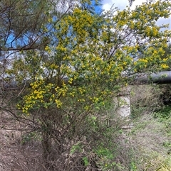 Genista monspessulana at Queanbeyan East, NSW - 9 Oct 2024 01:48 PM