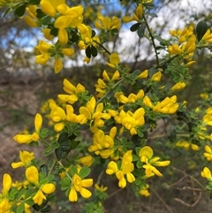 Genista monspessulana at Queanbeyan East, NSW - 9 Oct 2024 01:48 PM