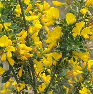 Genista monspessulana at Jerrabomberra, NSW - 9 Oct 2024 01:24 PM