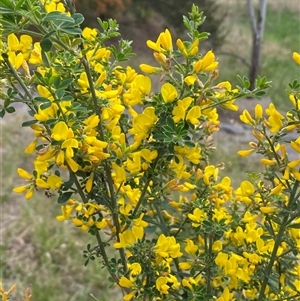 Genista monspessulana at Jerrabomberra, NSW - 9 Oct 2024 01:24 PM