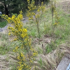 Genista monspessulana at Jerrabomberra, NSW - 9 Oct 2024 01:24 PM