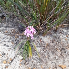 Stylidium sp. at Hopetoun, WA - 9 Oct 2024 by VanceLawrence