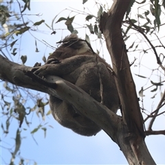 Phascolarctos cinereus (Koala) at Narrandera, NSW - 6 Oct 2024 by HappyWanderer