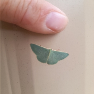 Unidentified Moth (Lepidoptera) at Hopetoun, WA by VanceLawrence