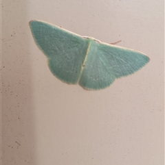 Chlorocoma (genus) at Hopetoun, WA - 9 Oct 2024 11:52 AM