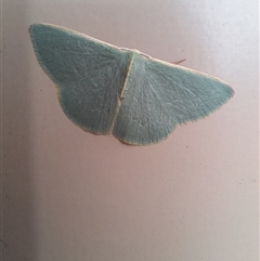 Chlorocoma (genus) at Hopetoun, WA - 9 Oct 2024 11:52 AM