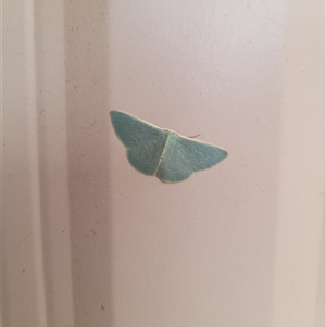 Chlorocoma (genus) at Hopetoun, WA - 9 Oct 2024 11:52 AM