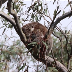 Phascolarctos cinereus (Koala) at Narrandera, NSW - 6 Oct 2024 by HappyWanderer