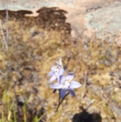 Unidentified Orchid at Hyden, WA - 7 Oct 2024 by VanceLawrence