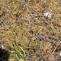 Thelymitra petrophila at Hyden, WA - suppressed