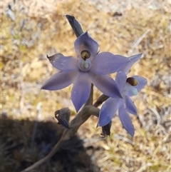 Thelymitra petrophila at Hyden, WA - suppressed