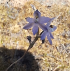 Thelymitra petrophila at Hyden, WA - suppressed