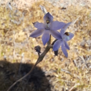 Thelymitra petrophila at Hyden, WA - suppressed