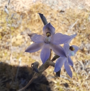 Thelymitra petrophila at Hyden, WA - suppressed