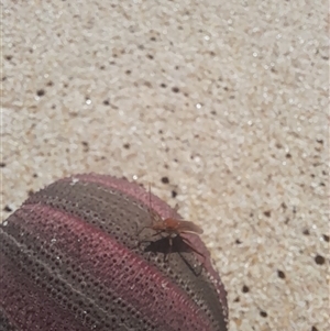 Unidentified Insect at Hopetoun, WA by VanceLawrence