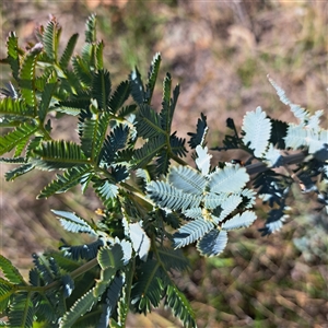 Acacia baileyana at Watson, ACT - 9 Oct 2024