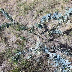 Acacia baileyana at Watson, ACT - 9 Oct 2024