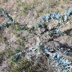 Acacia baileyana at Watson, ACT - 9 Oct 2024