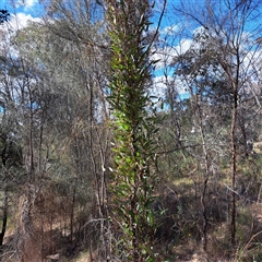 Hardenbergia violacea (False Sarsaparilla) at Watson, ACT - 9 Oct 2024 by abread111