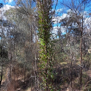 Hardenbergia violacea at Watson, ACT - 9 Oct 2024