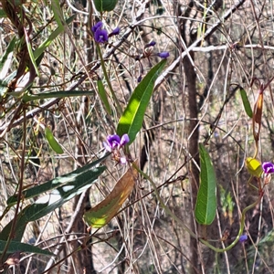 Hardenbergia violacea at Watson, ACT - 9 Oct 2024