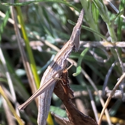 Keyacris scurra (Key's Matchstick Grasshopper) at Royalla, NSW - 9 Oct 2024 by SteveBorkowskis