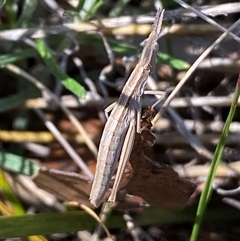 Keyacris scurra at Royalla, NSW - 9 Oct 2024