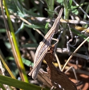 Keyacris scurra at Royalla, NSW - 9 Oct 2024