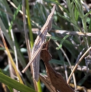 Keyacris scurra at Royalla, NSW - 9 Oct 2024