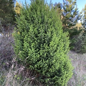 Juniperus sp. at Weston, ACT - 9 Oct 2024