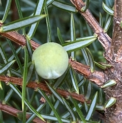 Juniperus sp. at Weston, ACT - 9 Oct 2024 05:00 PM