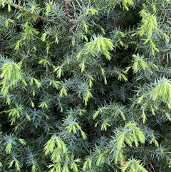 Juniperus sp. at Weston, ACT - 9 Oct 2024