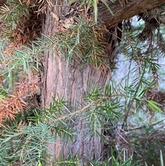 Juniperus sp. at Weston, ACT - 9 Oct 2024