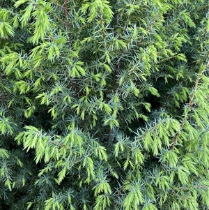 Juniperus sp. at Weston, ACT - 9 Oct 2024 05:00 PM