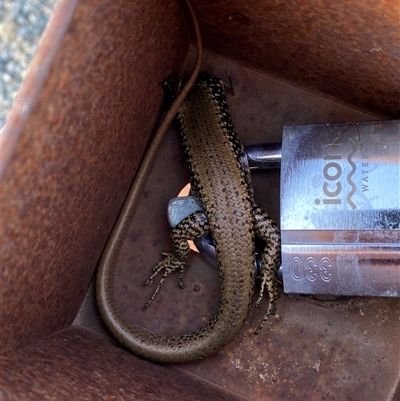 Eulamprus heatwolei (Yellow-bellied Water Skink) at Coombs, ACT - 9 Oct 2024 by SteveBorkowskis