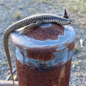 Eulamprus heatwolei at Coombs, ACT - 9 Oct 2024