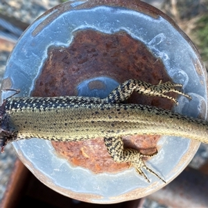 Eulamprus heatwolei at Coombs, ACT - 9 Oct 2024