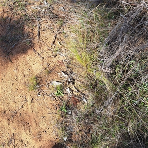 Nassella trichotoma at Watson, ACT - 9 Oct 2024