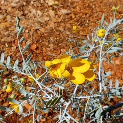 Unidentified Other Shrub at Nanutarra, WA - 8 Sep 2024 by Paul4K