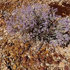 Unidentified Other Wildflower or Herb at Nanutarra, WA - 8 Sep 2024 by Paul4K