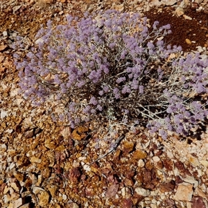 Unidentified Other Wildflower or Herb at Nanutarra, WA by Paul4K