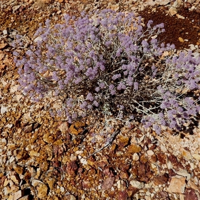 Unidentified Other Wildflower or Herb at Nanutarra, WA - 8 Sep 2024 by Paul4K