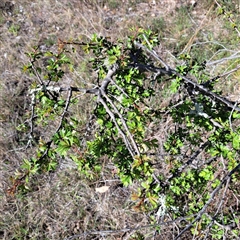 Crataegus monogyna (Hawthorn) at Kenny, ACT - 9 Oct 2024 by abread111