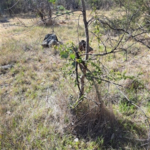 Crataegus monogyna at Kenny, ACT - 9 Oct 2024