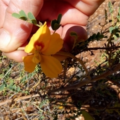 Unidentified Other Shrub at Nanutarra, WA - 8 Sep 2024 by Paul4K