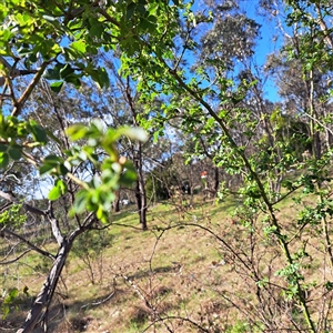 Rosa sp. at Watson, ACT - 9 Oct 2024