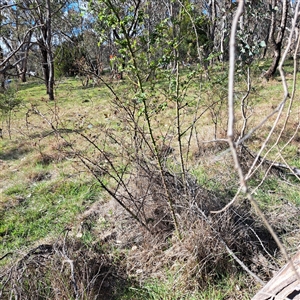 Rosa sp. at Watson, ACT - 9 Oct 2024